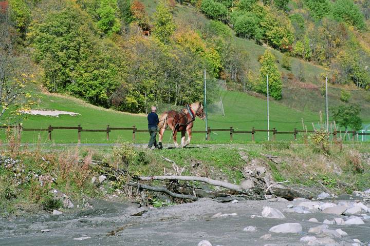 Le cheval Jumbo au debardage des bois dans la Valloirette 